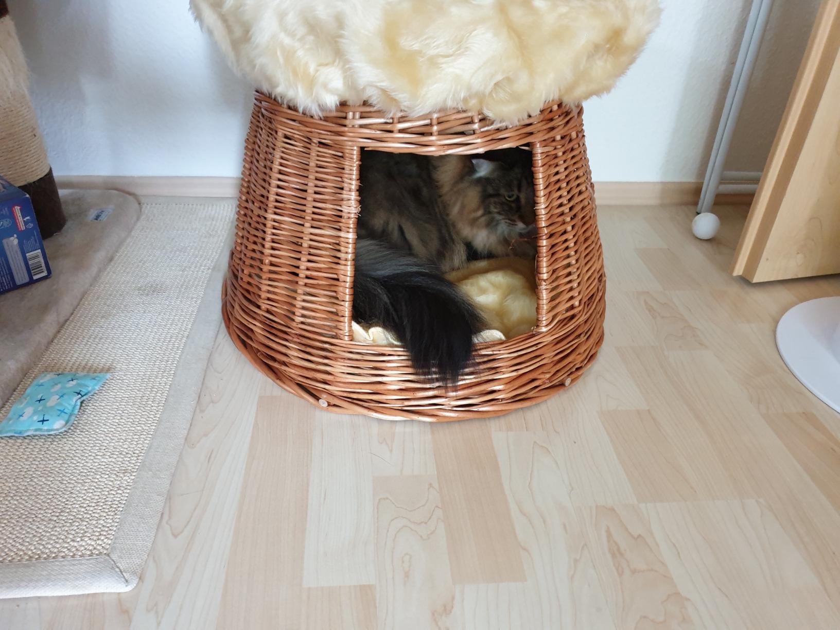 Zwei Katzen, ein Favorit