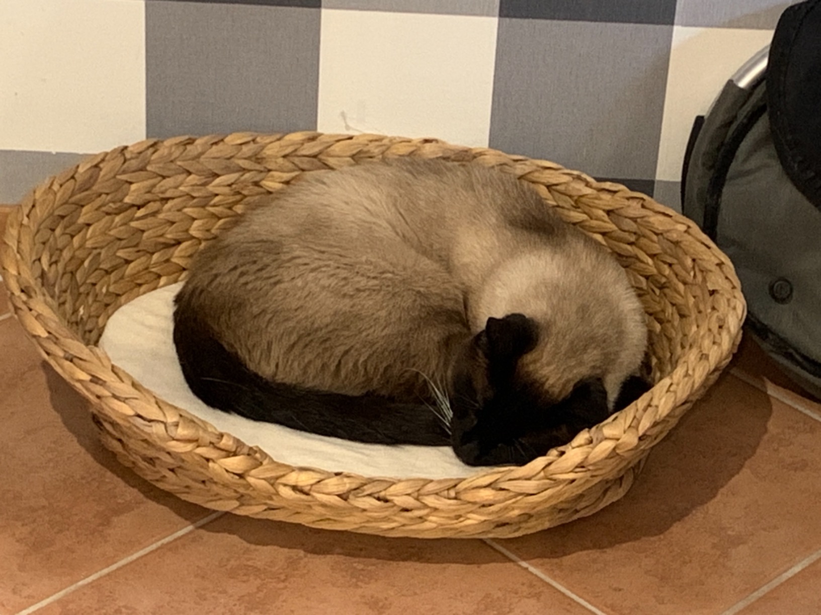 Meine Katze mag es leider nicht