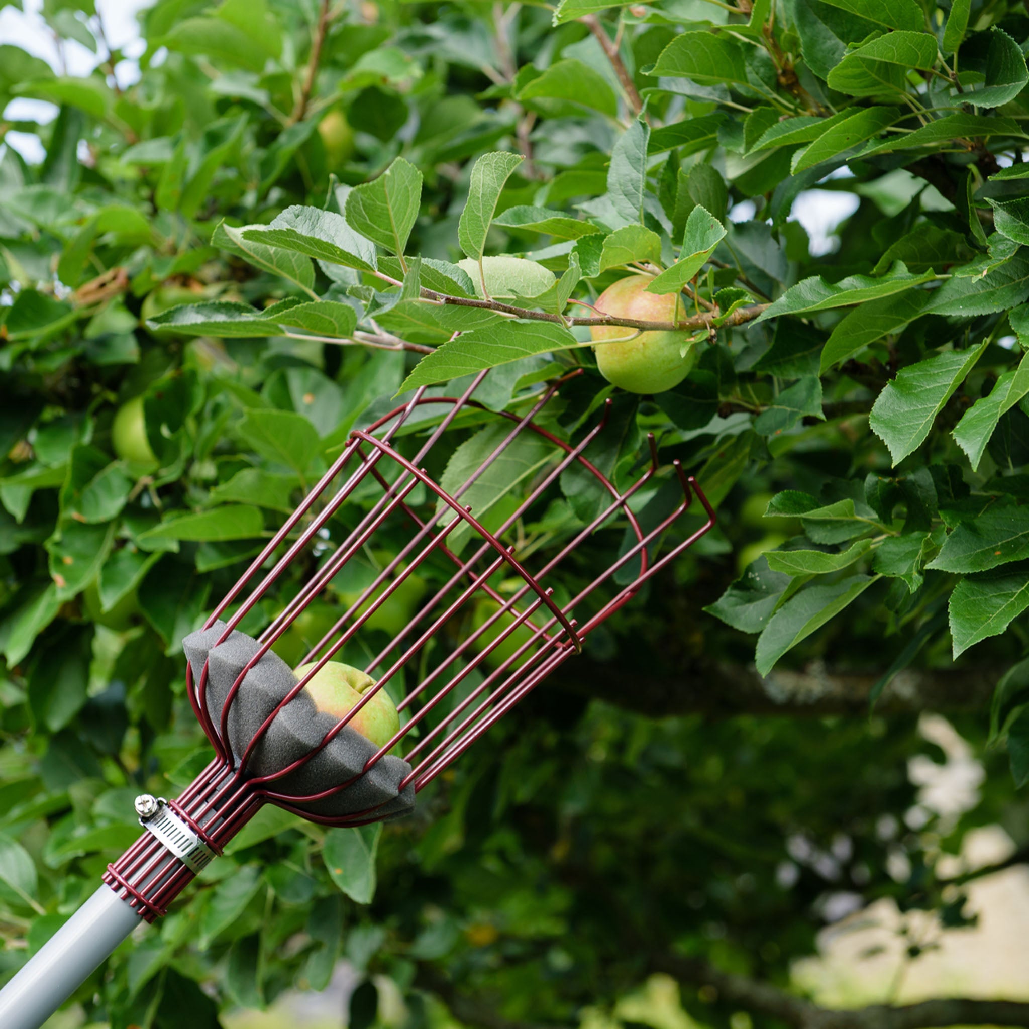 kent-stowe-teleskop-obstpfl-cker-mit-schaumstoff-polster image 4