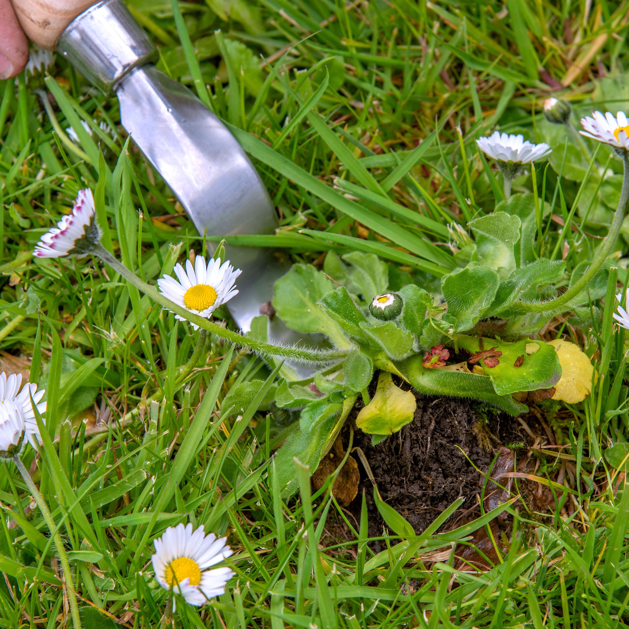 kent-stowe-edelstahl-hand-daisy-grubber-l-wenzahnstecher image 4