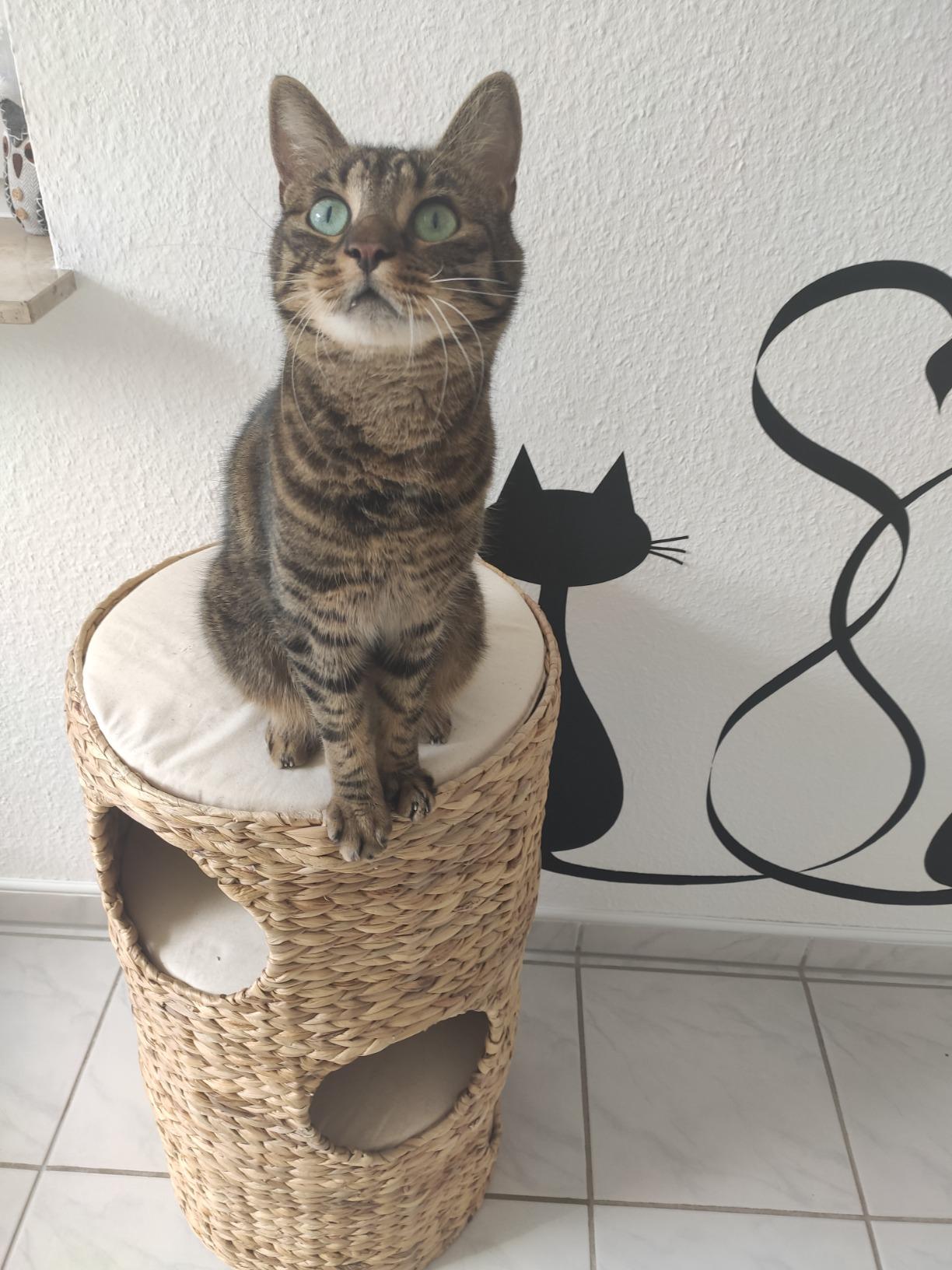 Schön, aber nichts für schwere Katzen