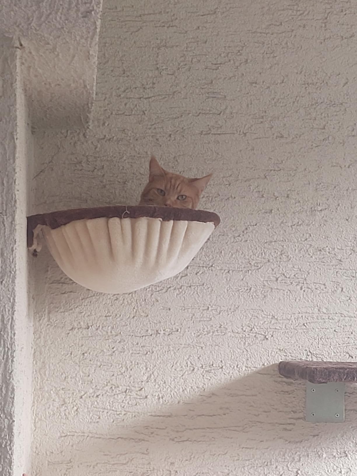Kater schläft nur noch da