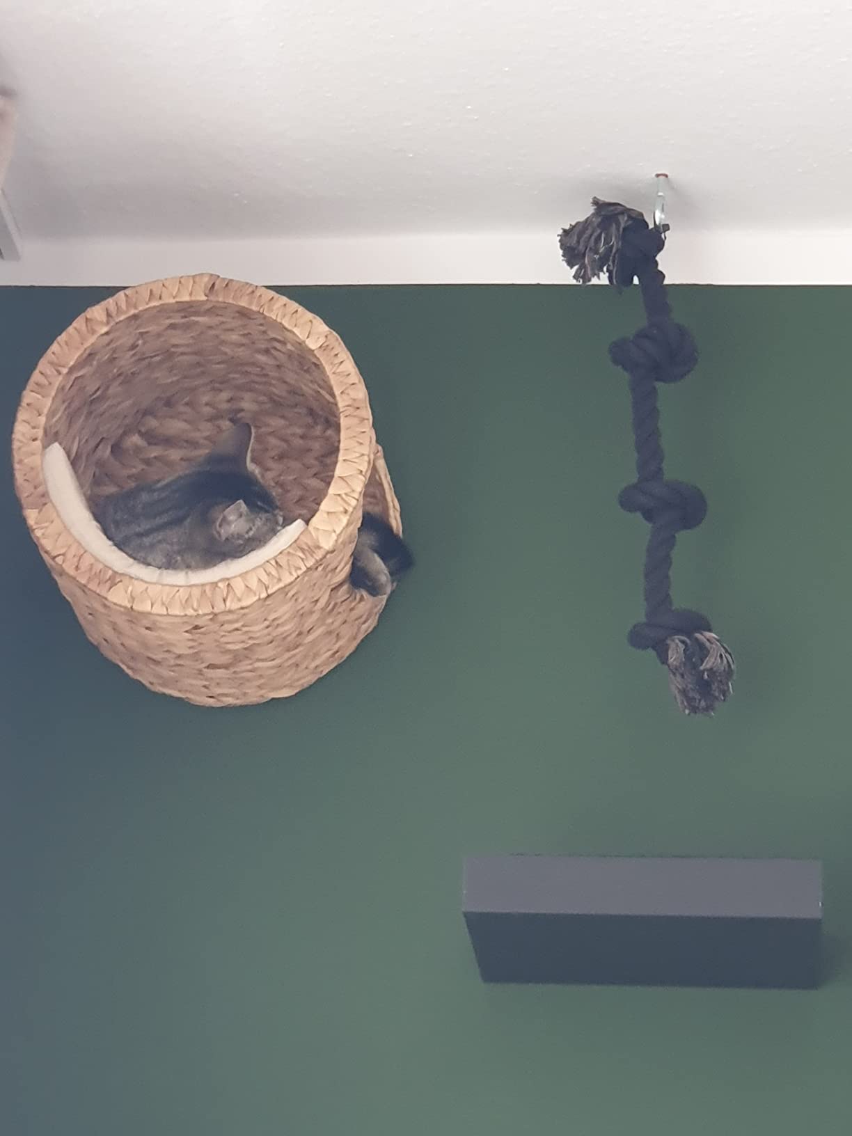 Nett für kleine Katzen