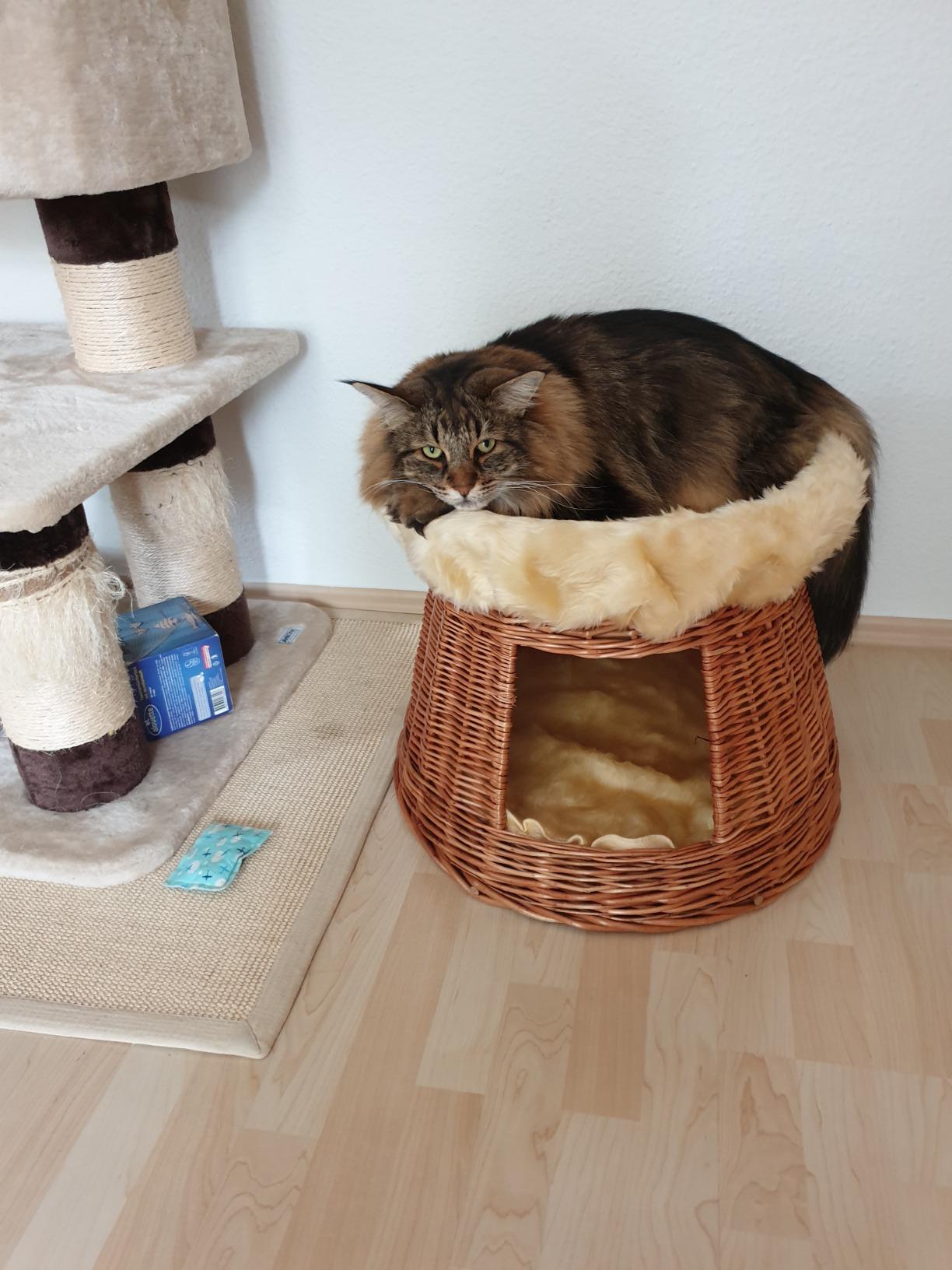 Sieht super aus