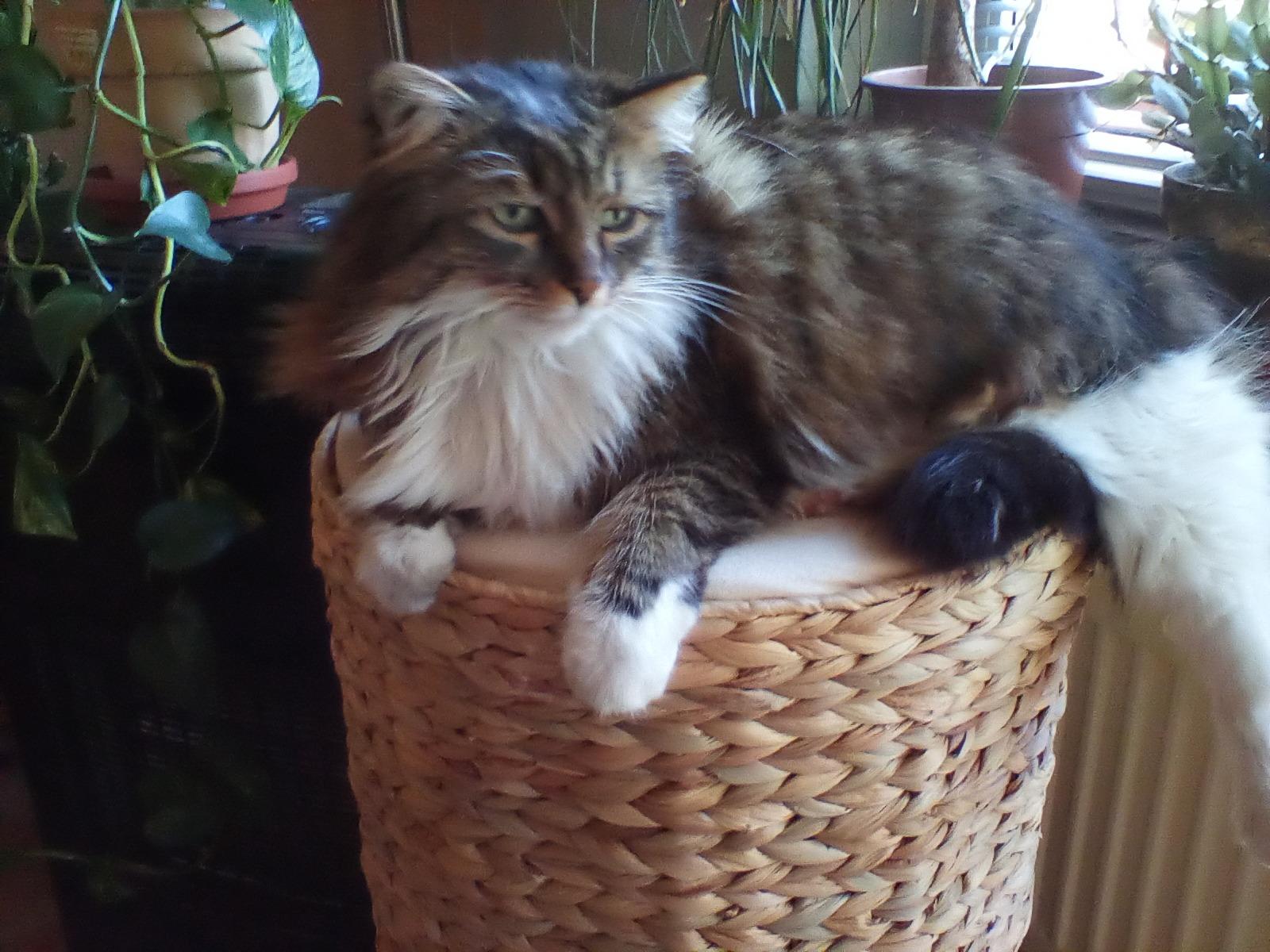 Unsere Katzen lieben sie