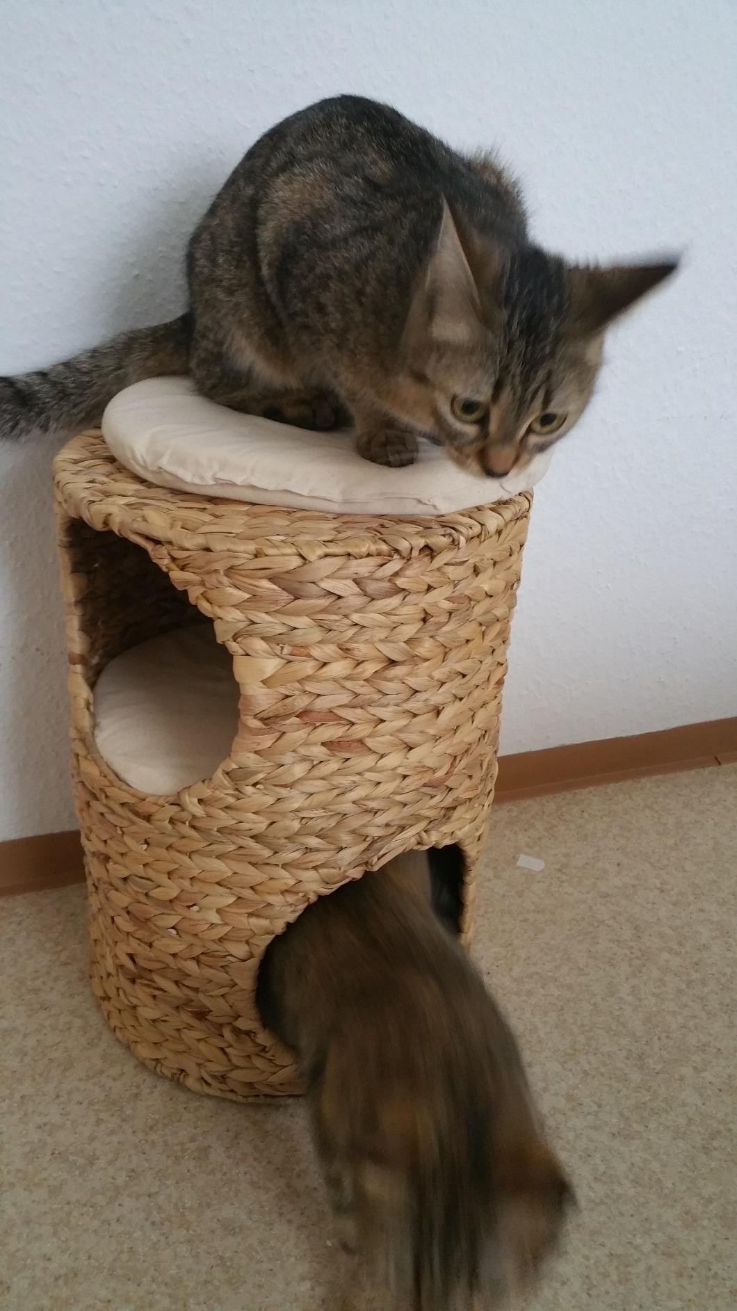 Ideal für Kitten