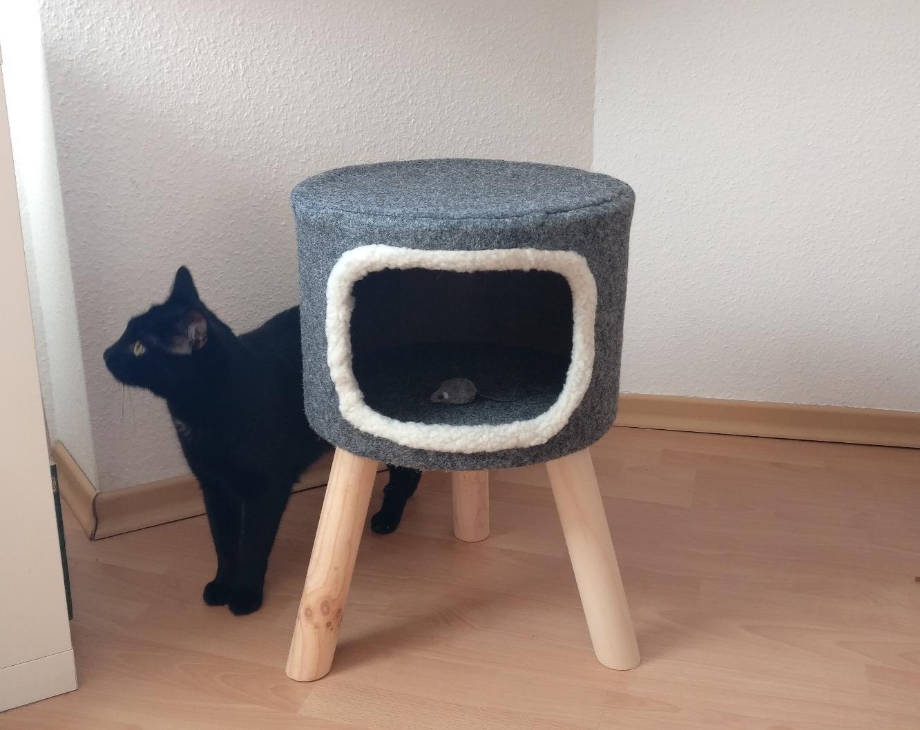 Kater ist sofort eingezogen