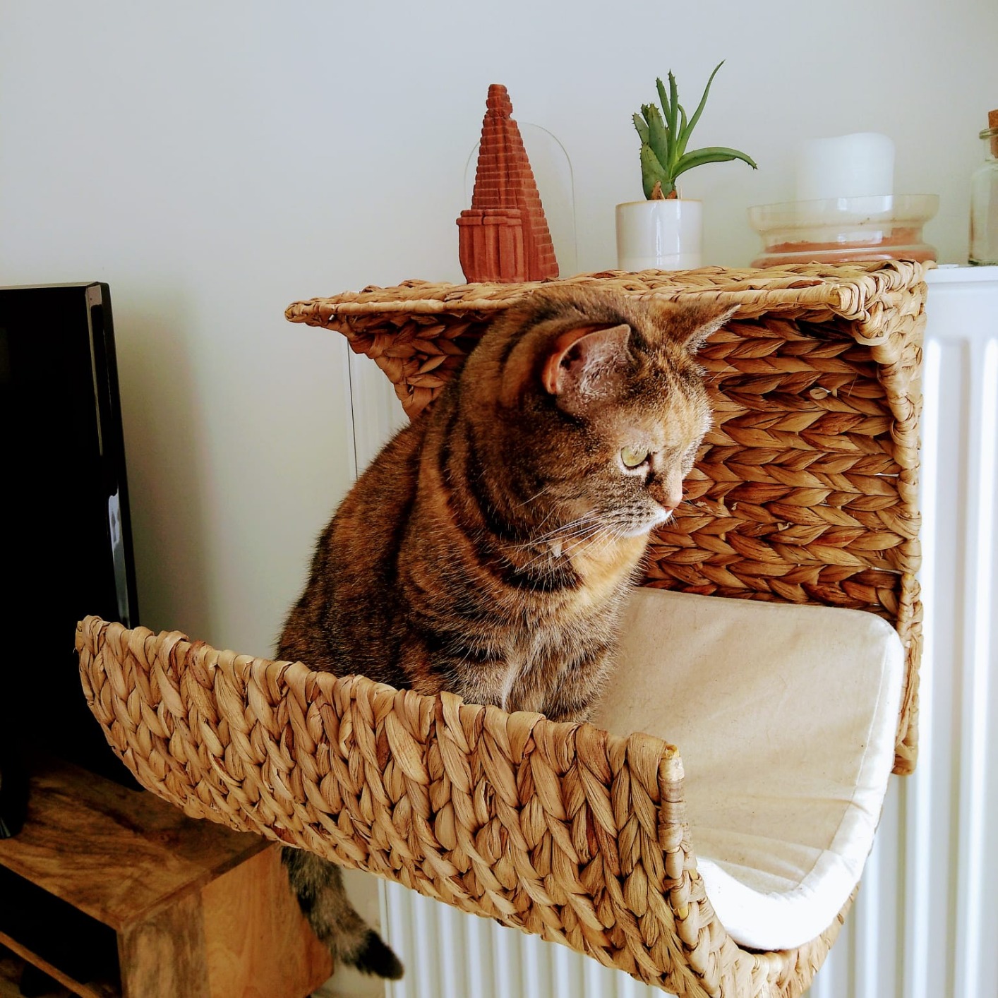 Leider zu klein für meinen Kater
