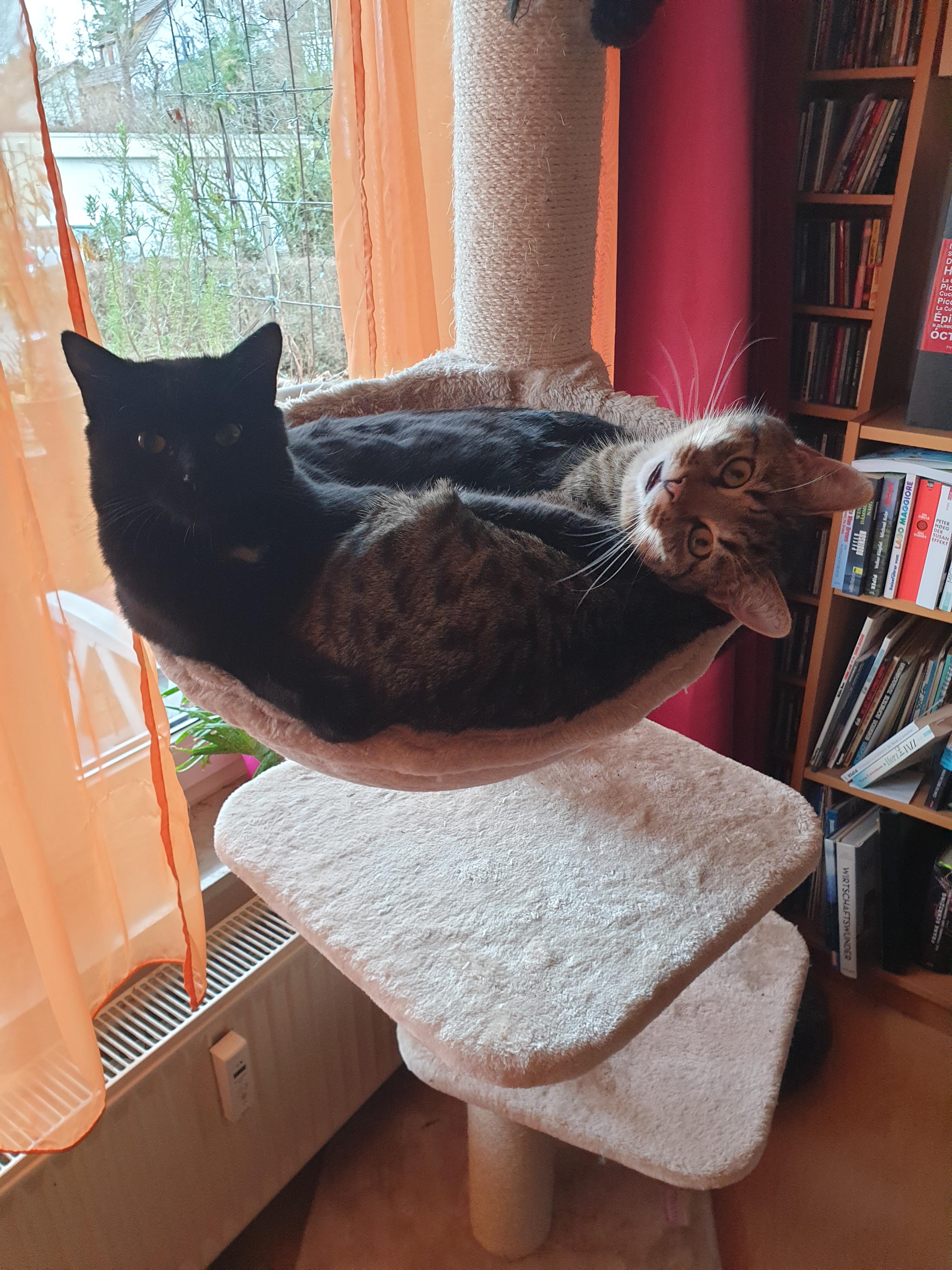 Riesenteil, Katzen lieben es