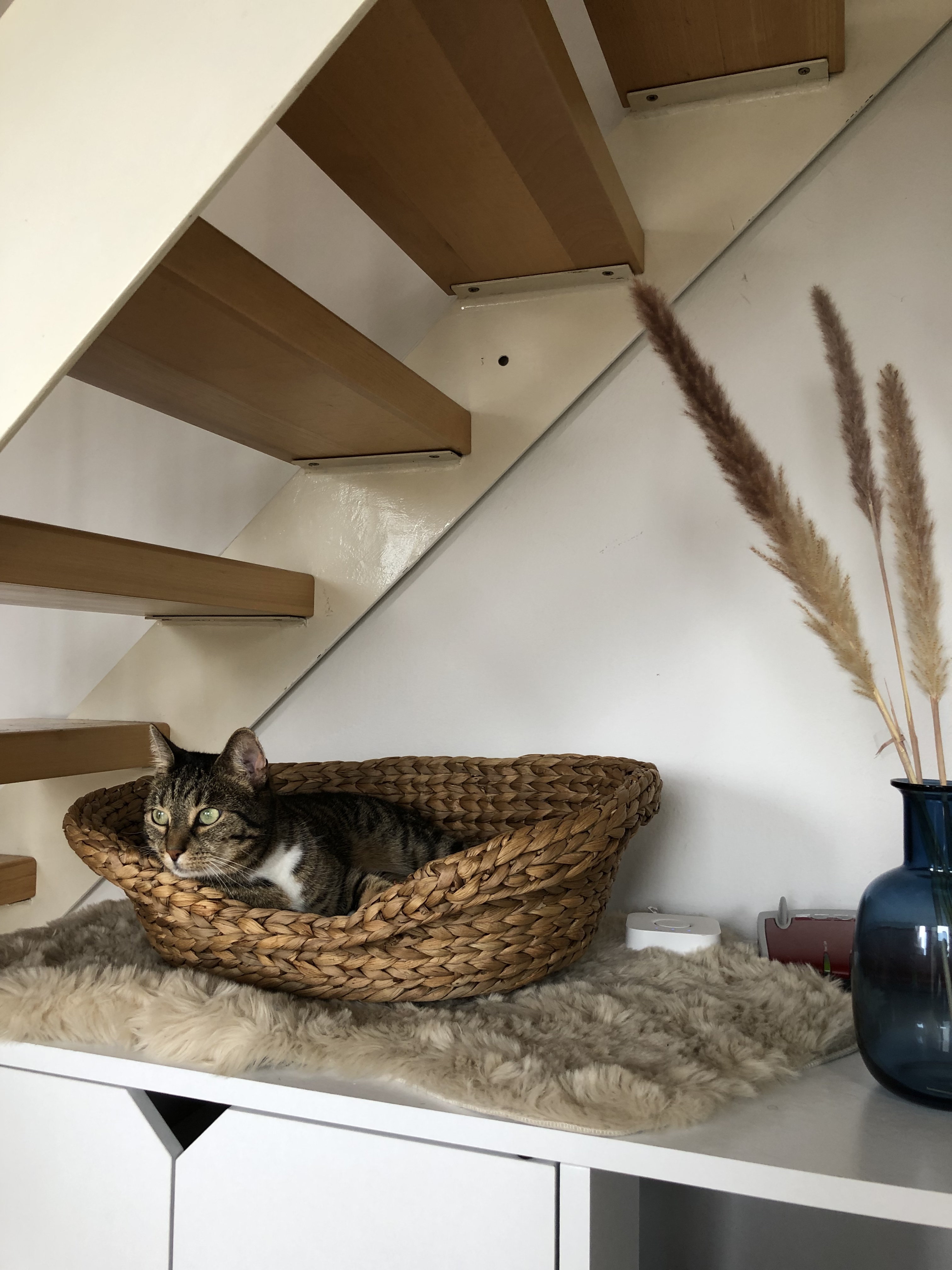 Gute GröĂe fĂŒr Katzen