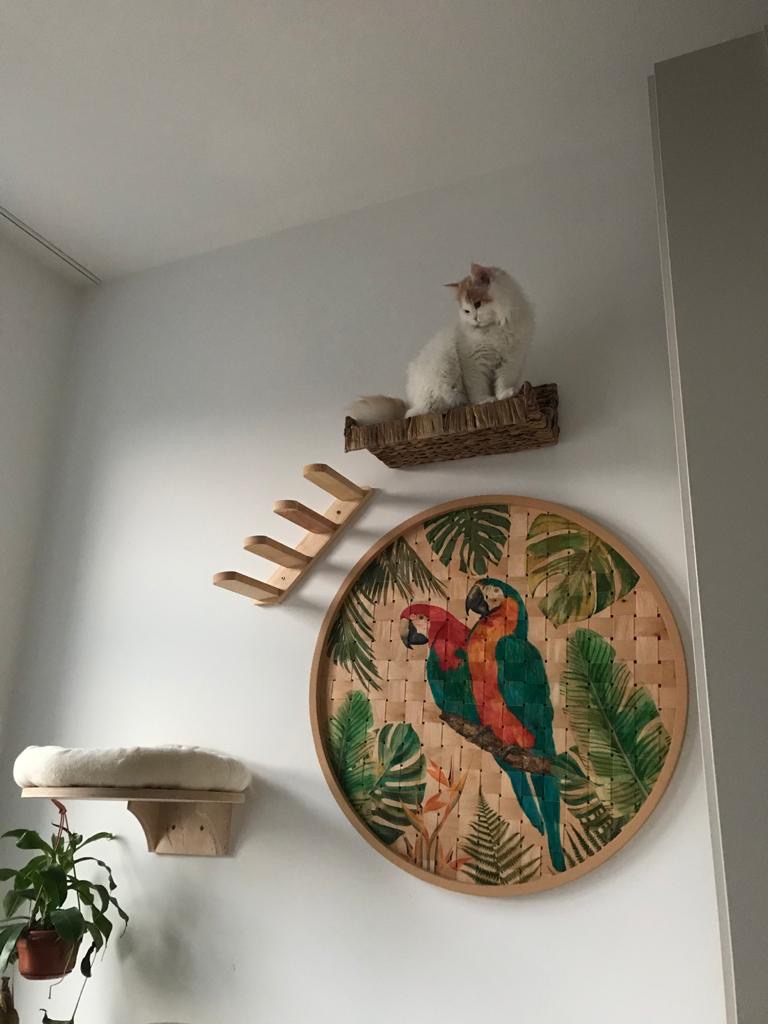 Leider nichts fĂŒr schwere Katzen