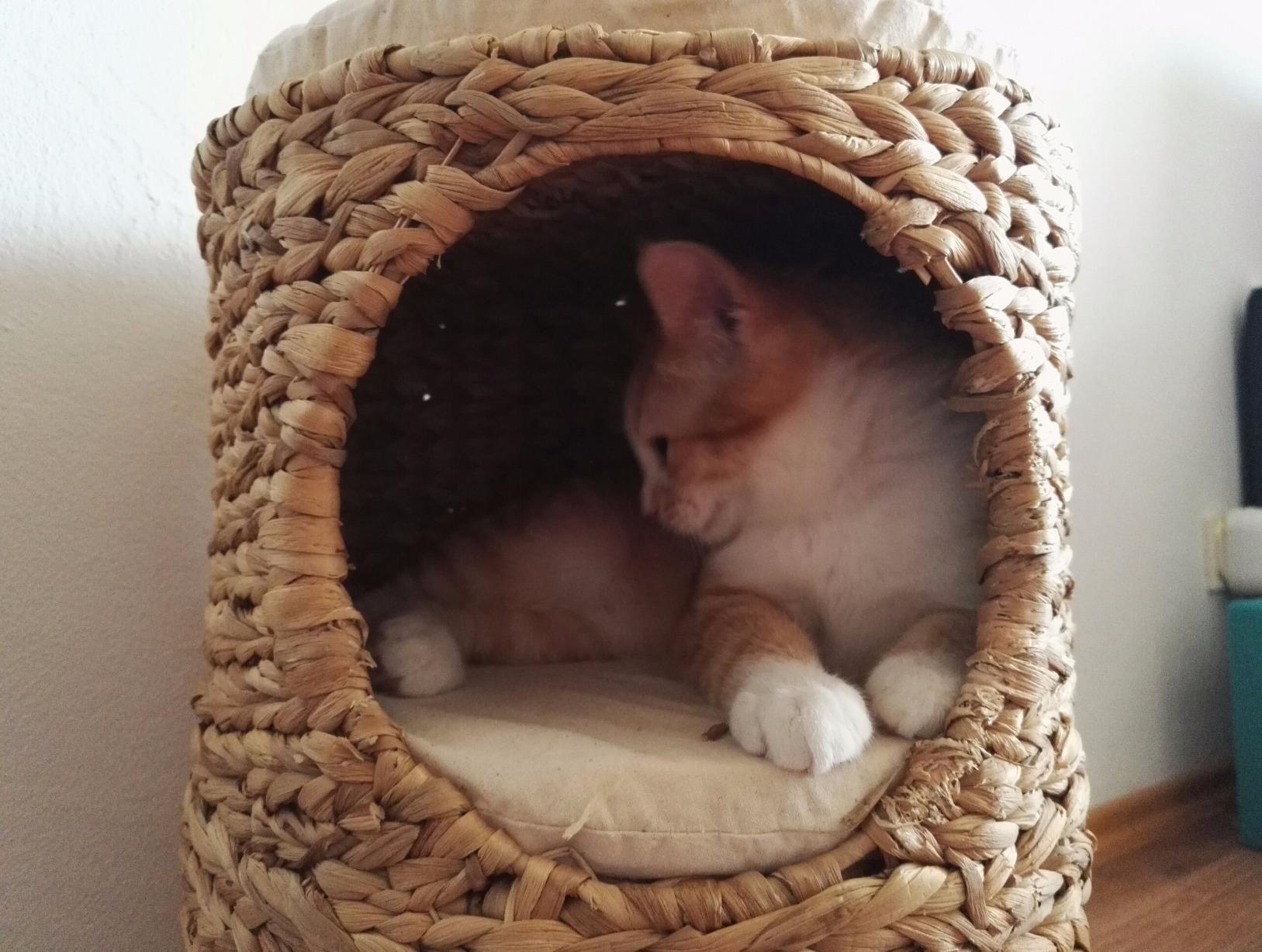Für kleine Tiger perfekt