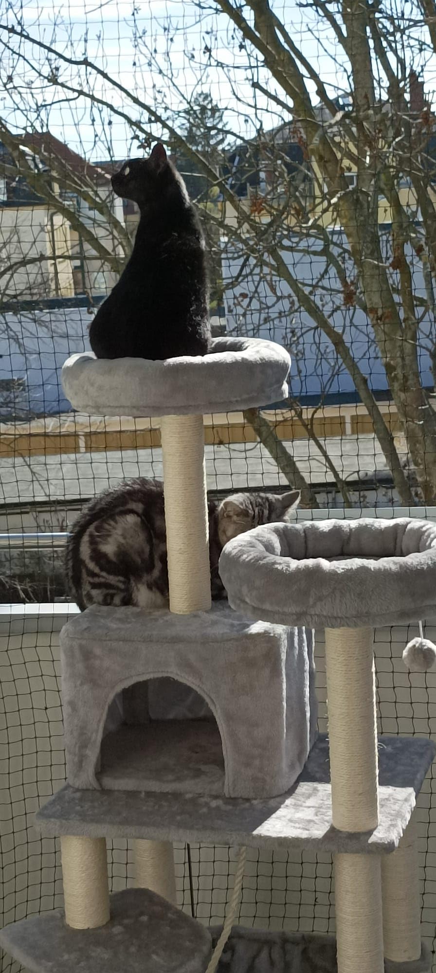 Katzen lieben ihn