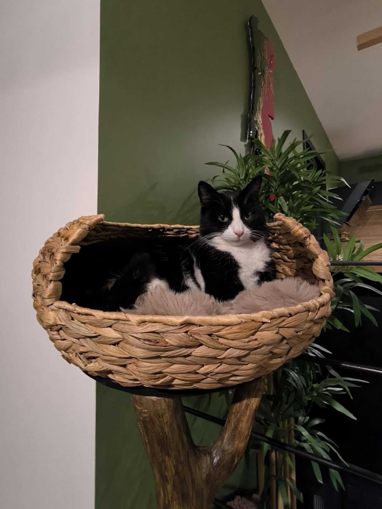 Leider zu klein für unseren Kater
