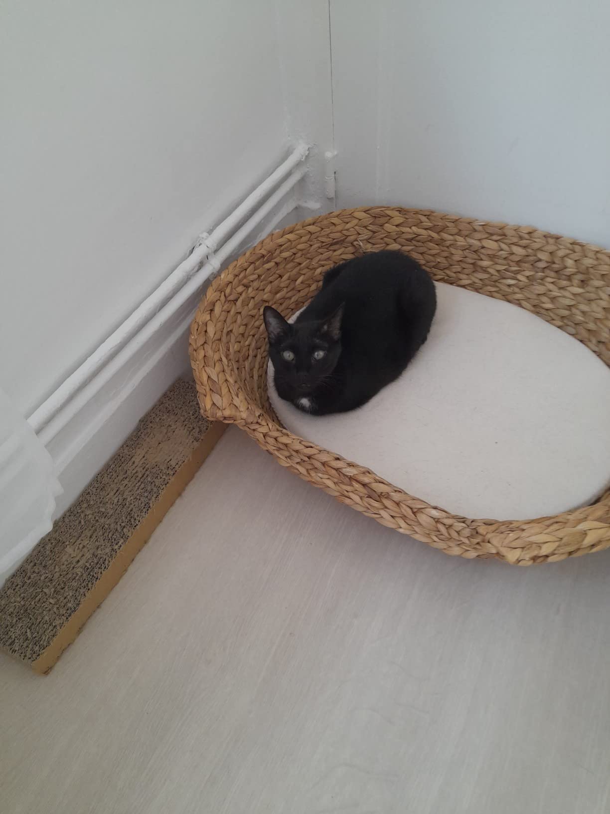Nett, aber nichts für schwere Katzen