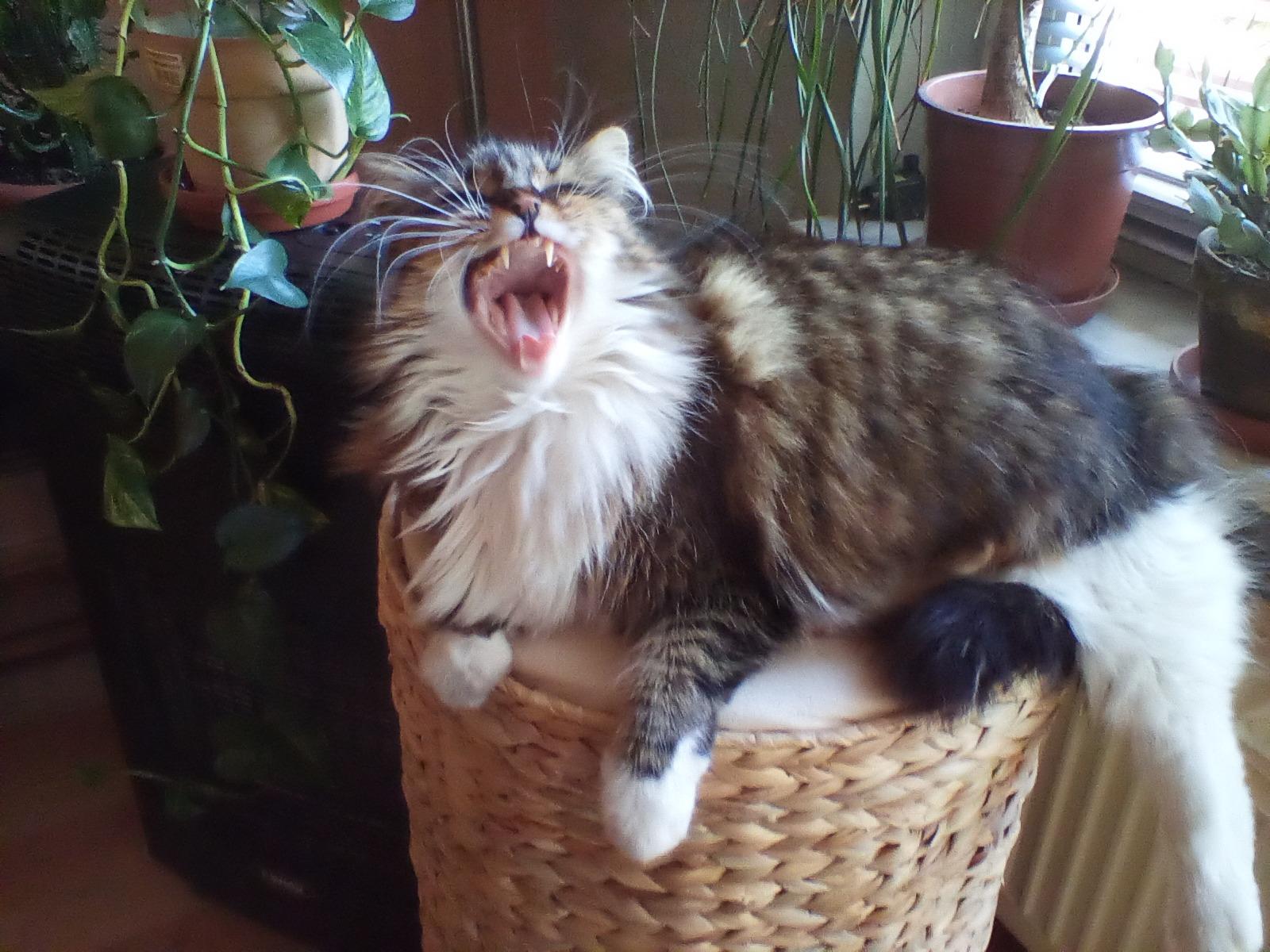 Tolle Höhle für kleine Katzen