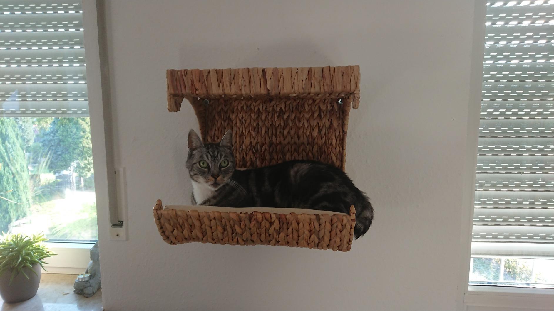 Nichts für schwere Katzen an dünner Wand