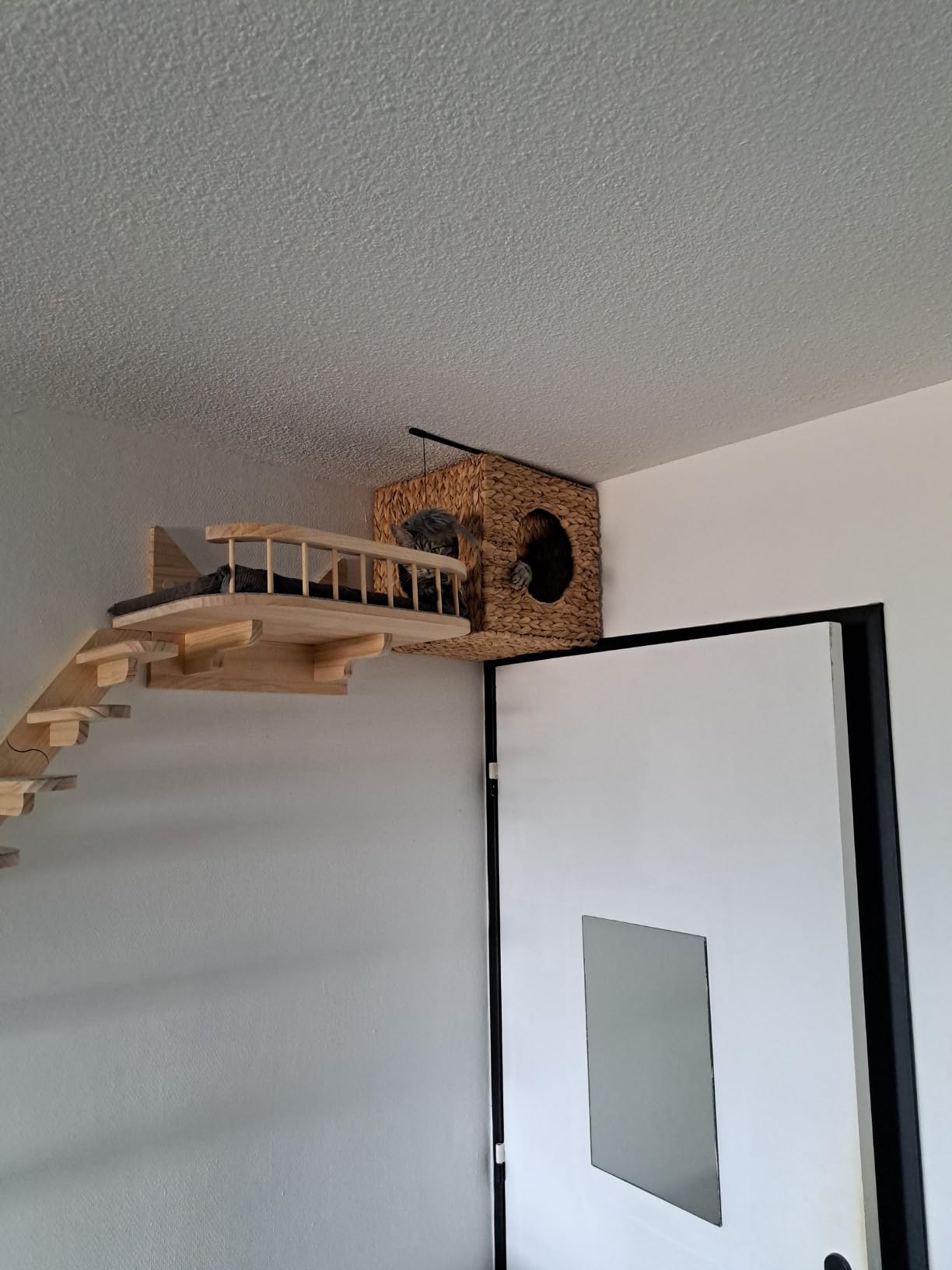 Für meinen Kater zu klein