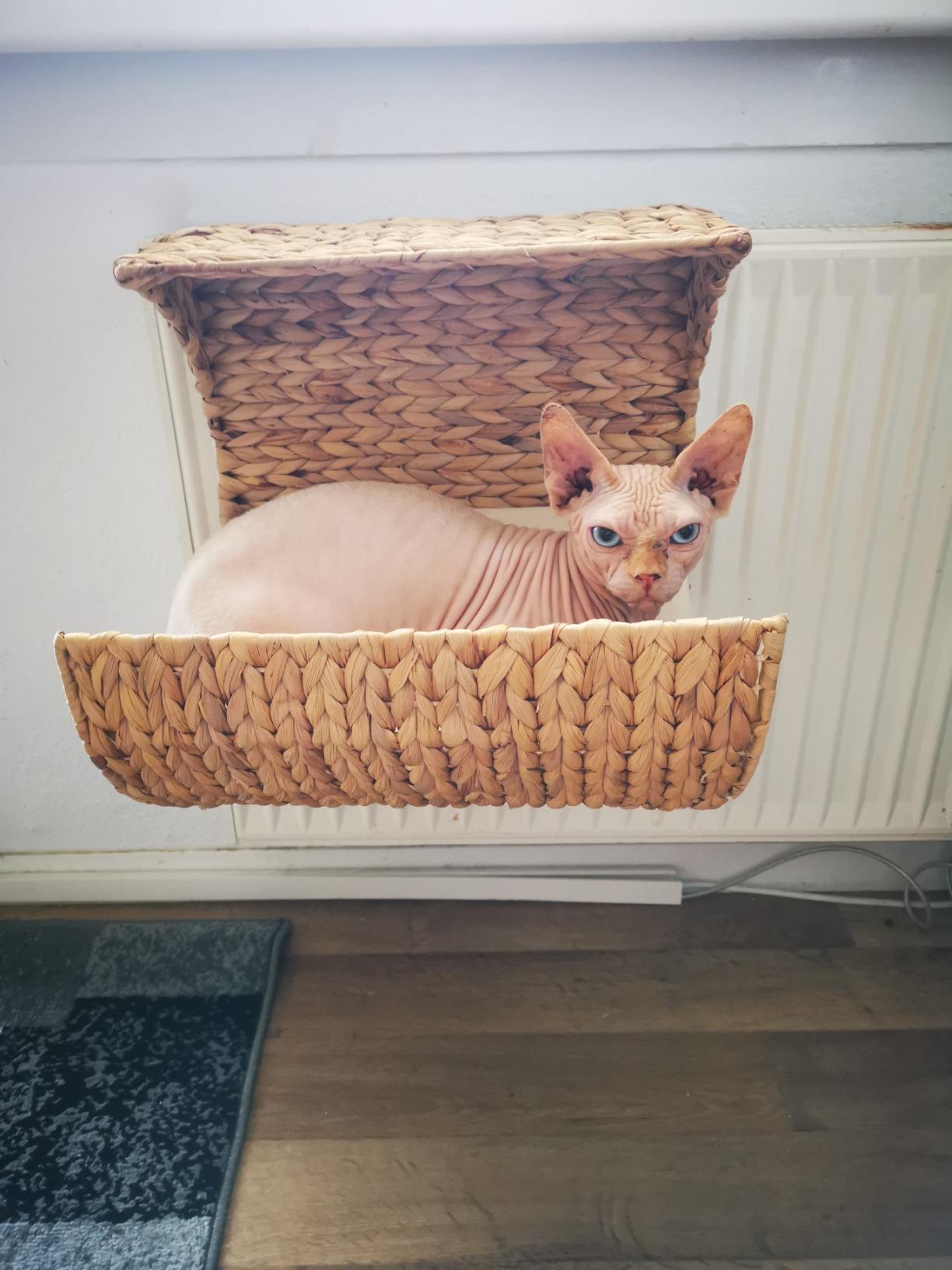 Katzenfernsehen deluxe