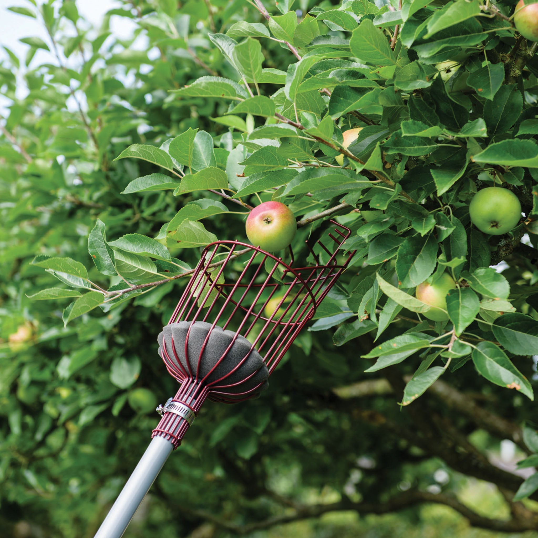 kent-stowe-teleskop-obstpfl-cker-mit-schaumstoff-polster image 2