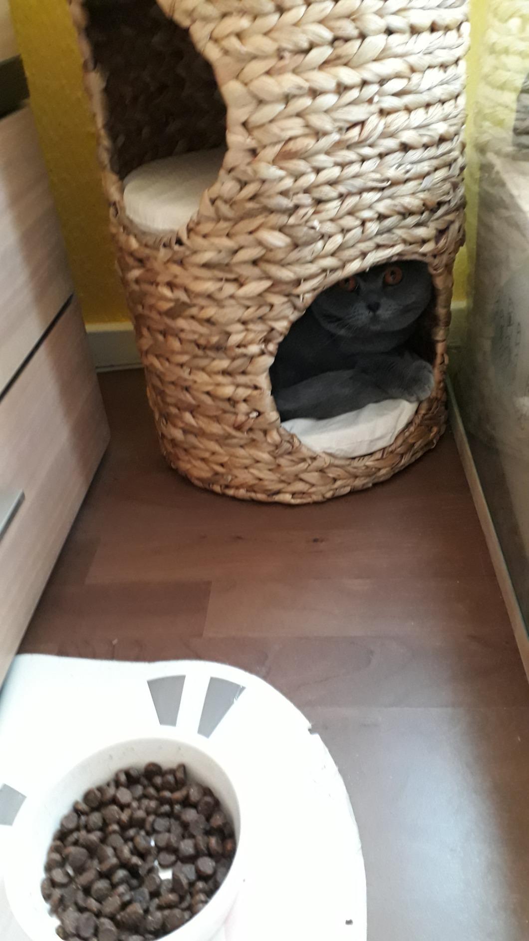 Katze war sofort drin