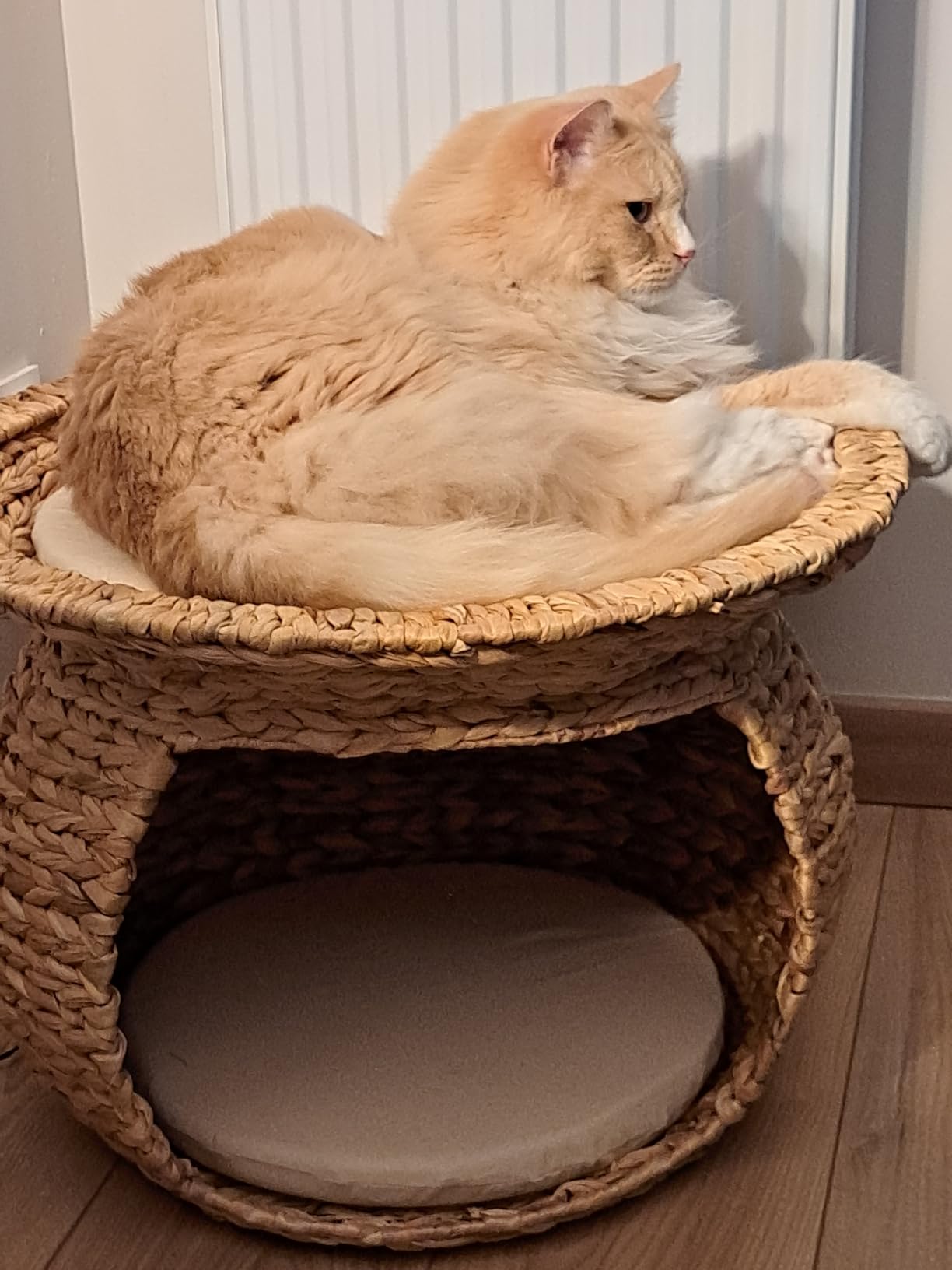 Unsere Katzen lieben sie